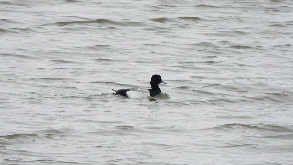 Lesser Scaup - ML620788614