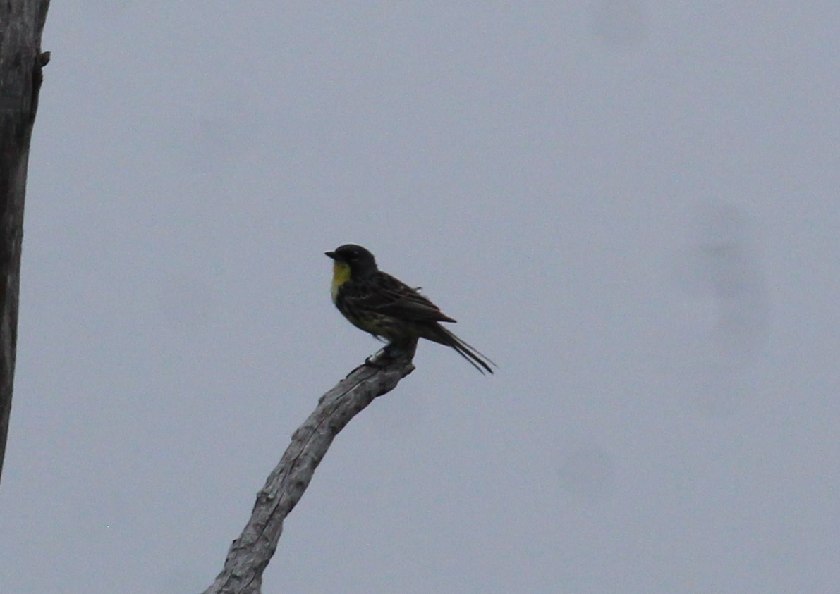 Kirtland's Warbler - ML620788618