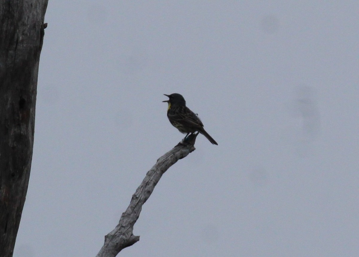 Kirtland's Warbler - ML620788619