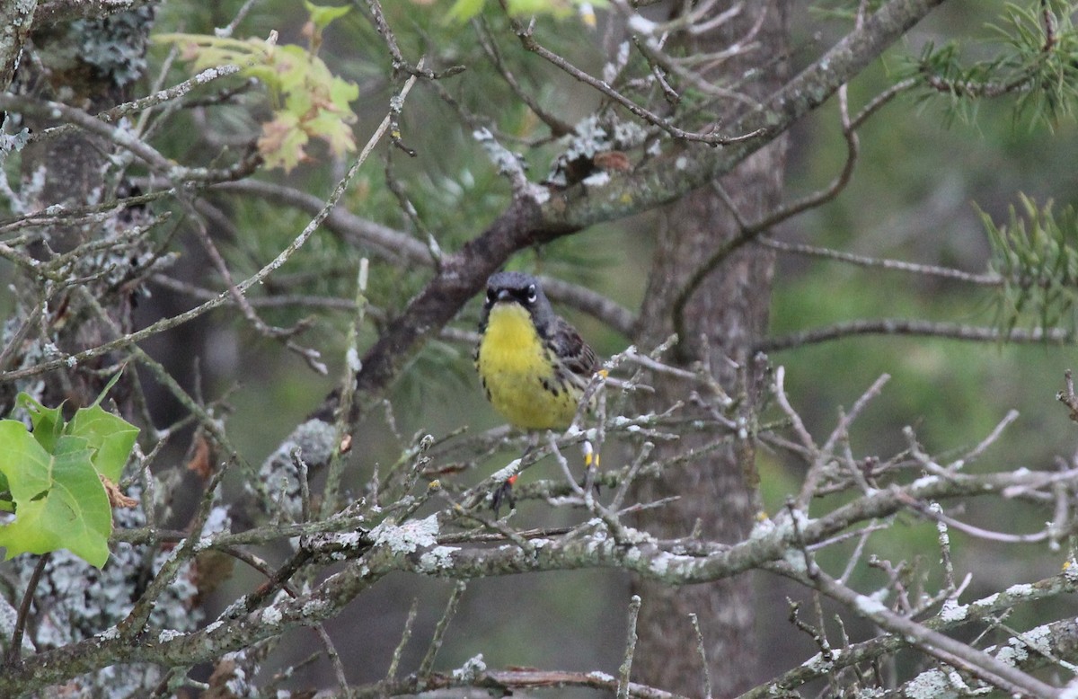 Kirtland's Warbler - ML620788620