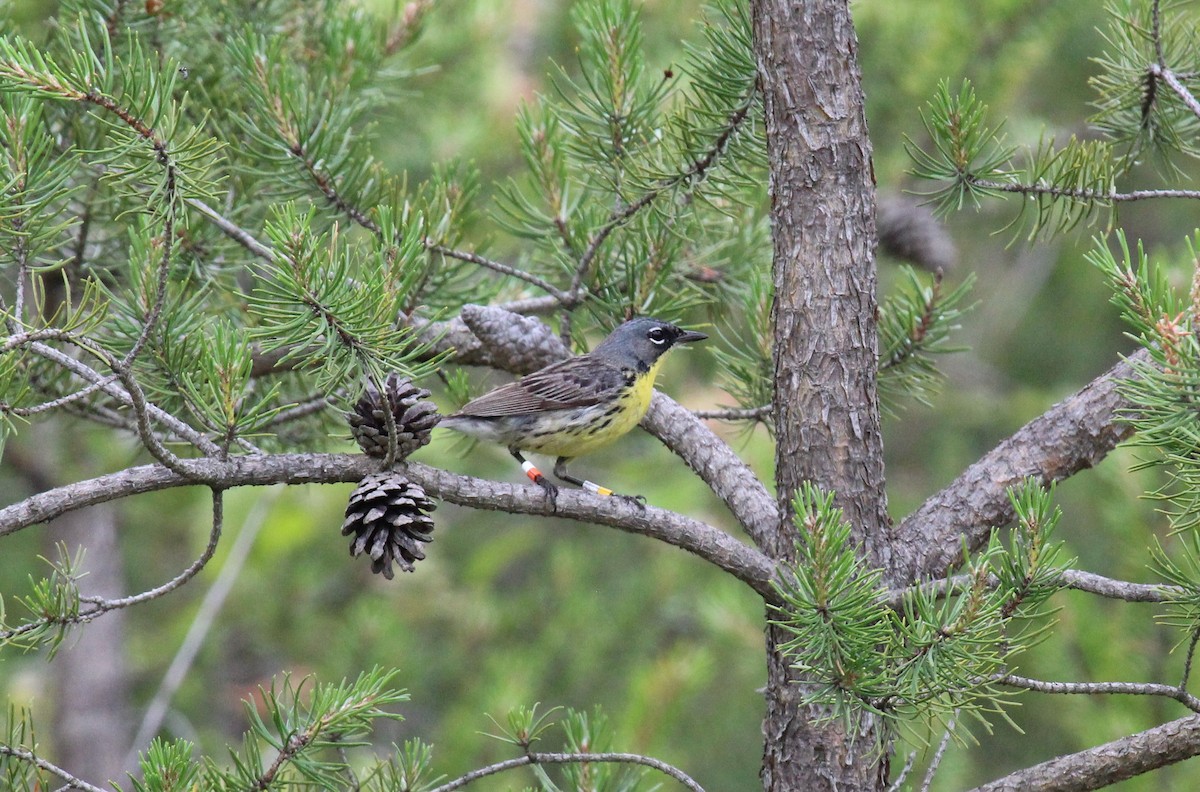 Kirtland's Warbler - ML620788623