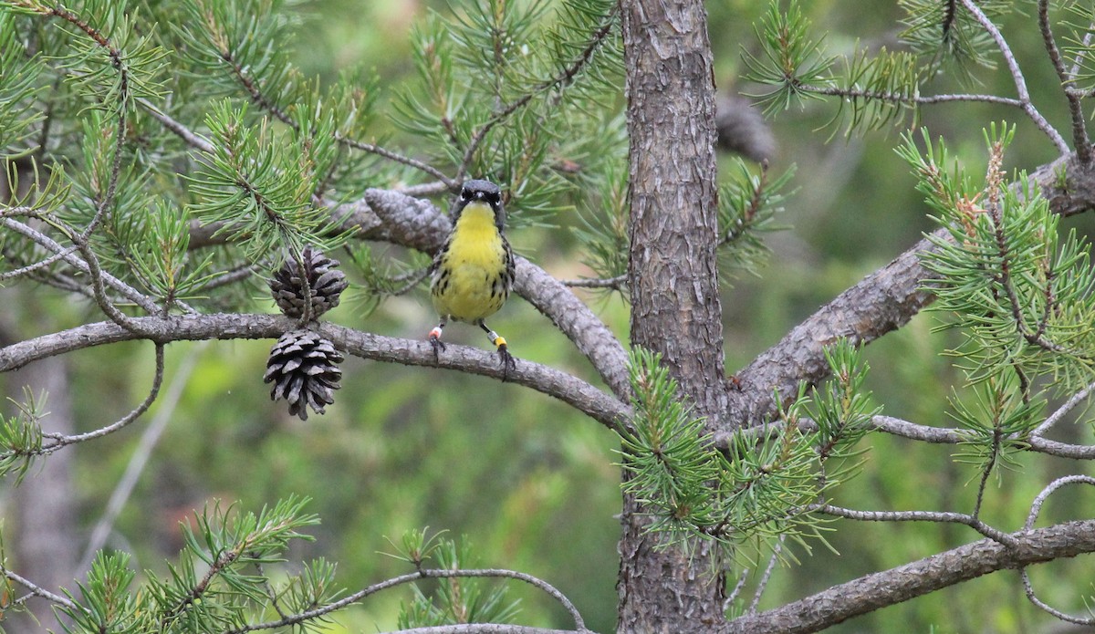 Kirtland's Warbler - ML620788624