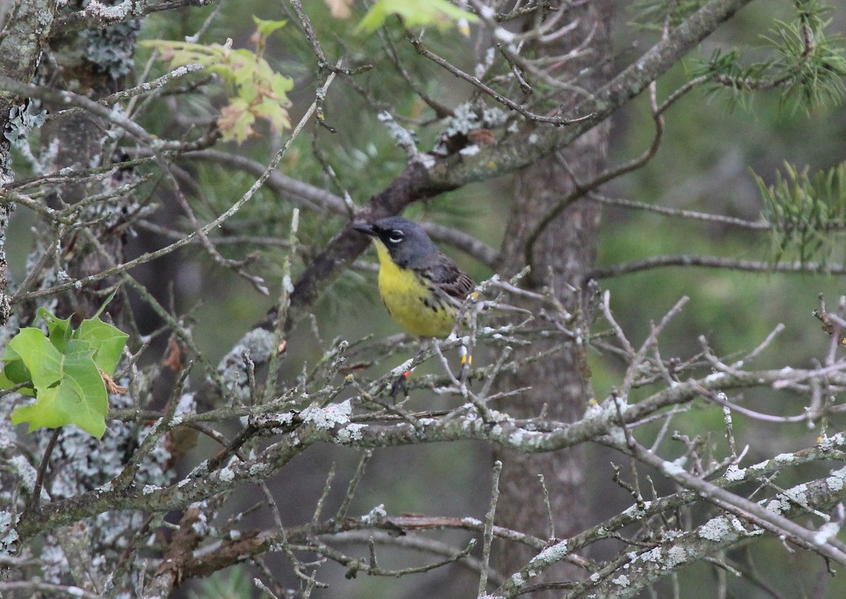 Kirtland's Warbler - ML620788626