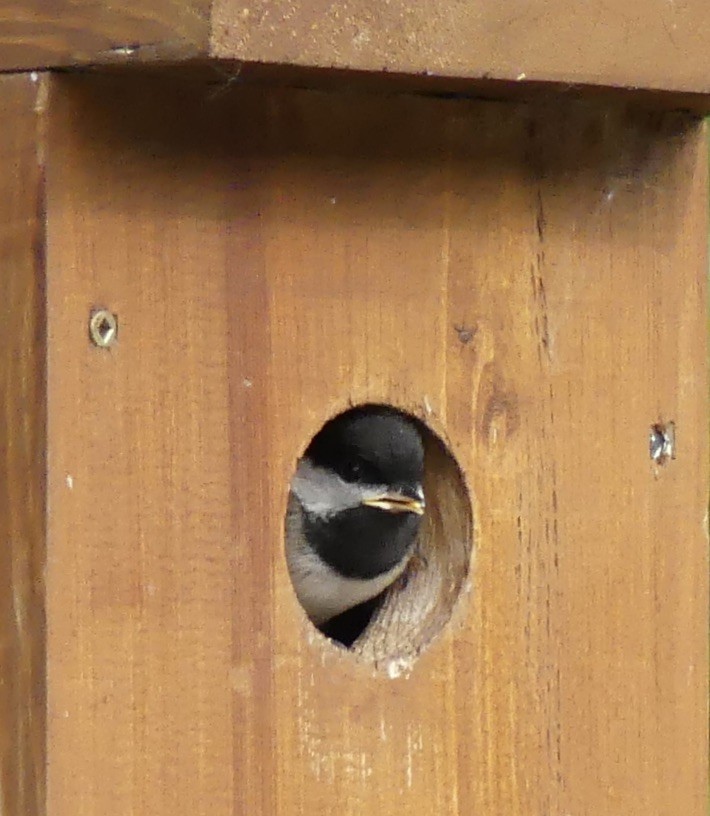 Black-capped Chickadee - ML620788628