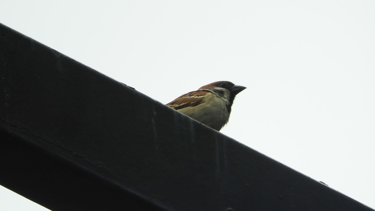 Eurasian Tree Sparrow - ML620788649