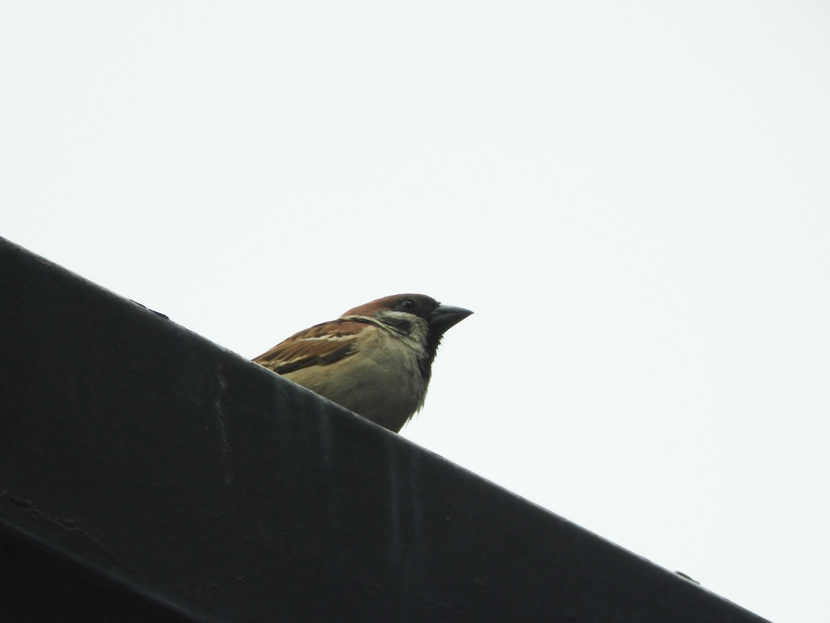 Eurasian Tree Sparrow - ML620788650