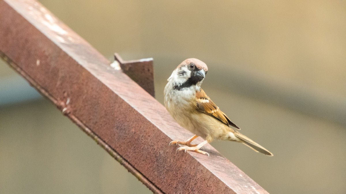 Eurasian Tree Sparrow - ML620788651