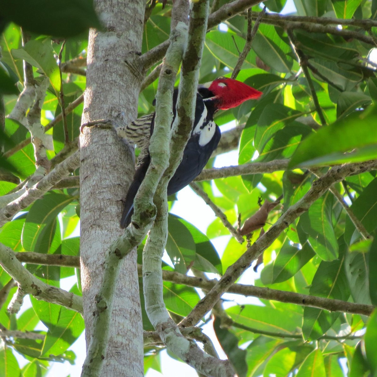 Crimson-crested Woodpecker - ML620788652