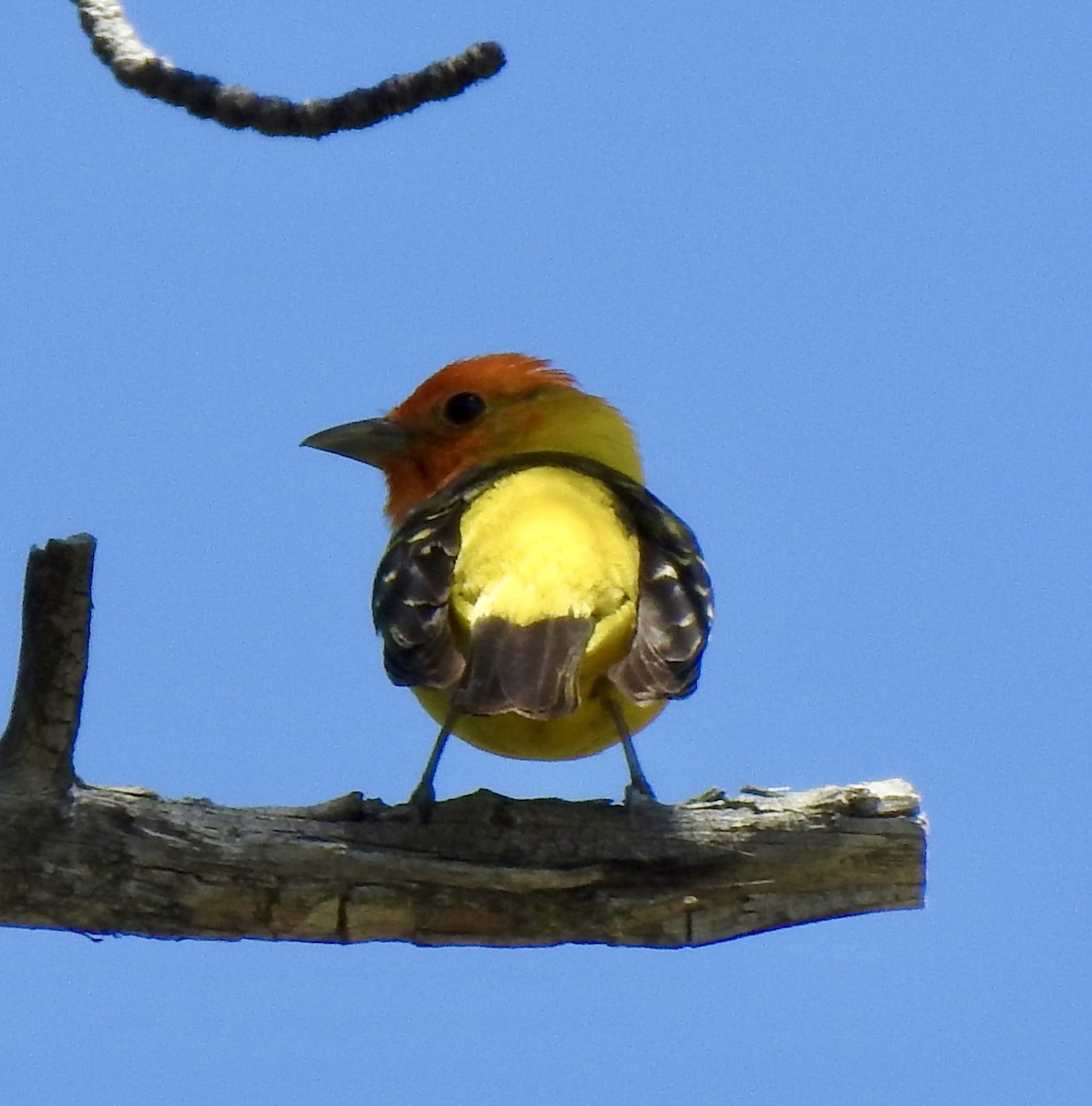 Western Tanager - ML620788663