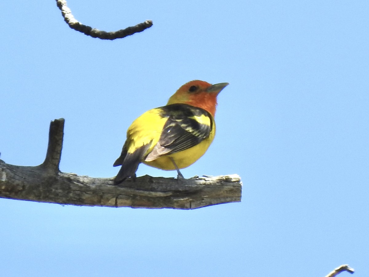 Western Tanager - ML620788664