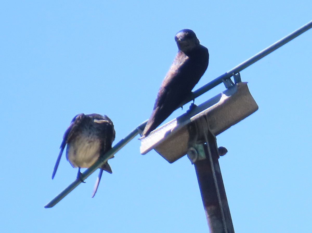 Purple Martin - ML620788673