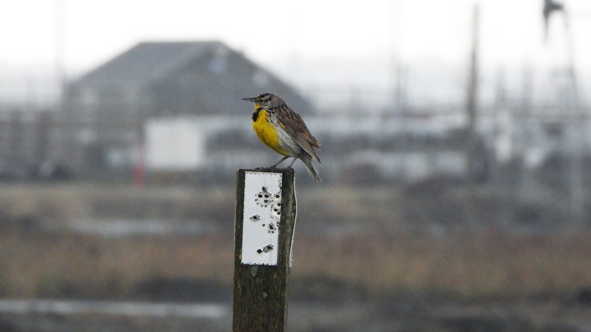 Western Meadowlark - ML620788680