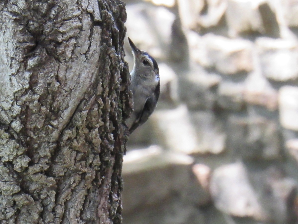 White-breasted Nuthatch - ML620788682