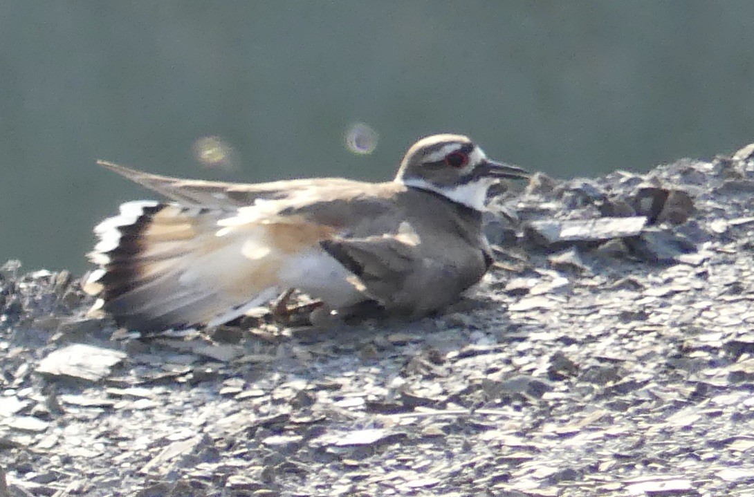 Killdeer - ML620788686