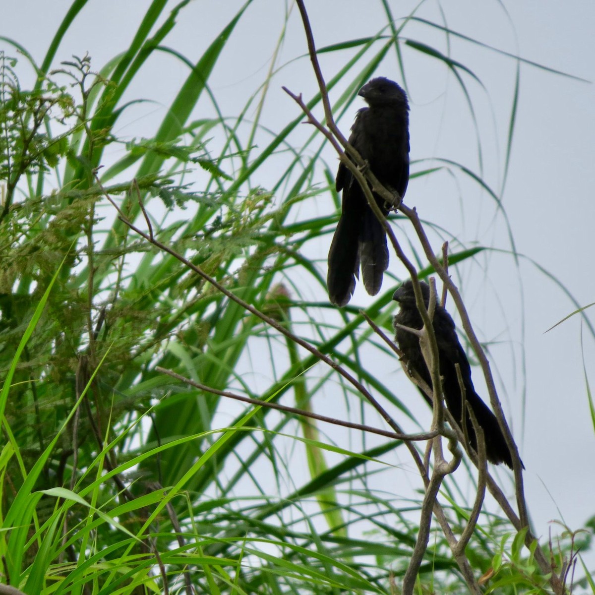 Smooth-billed Ani - ML620788687