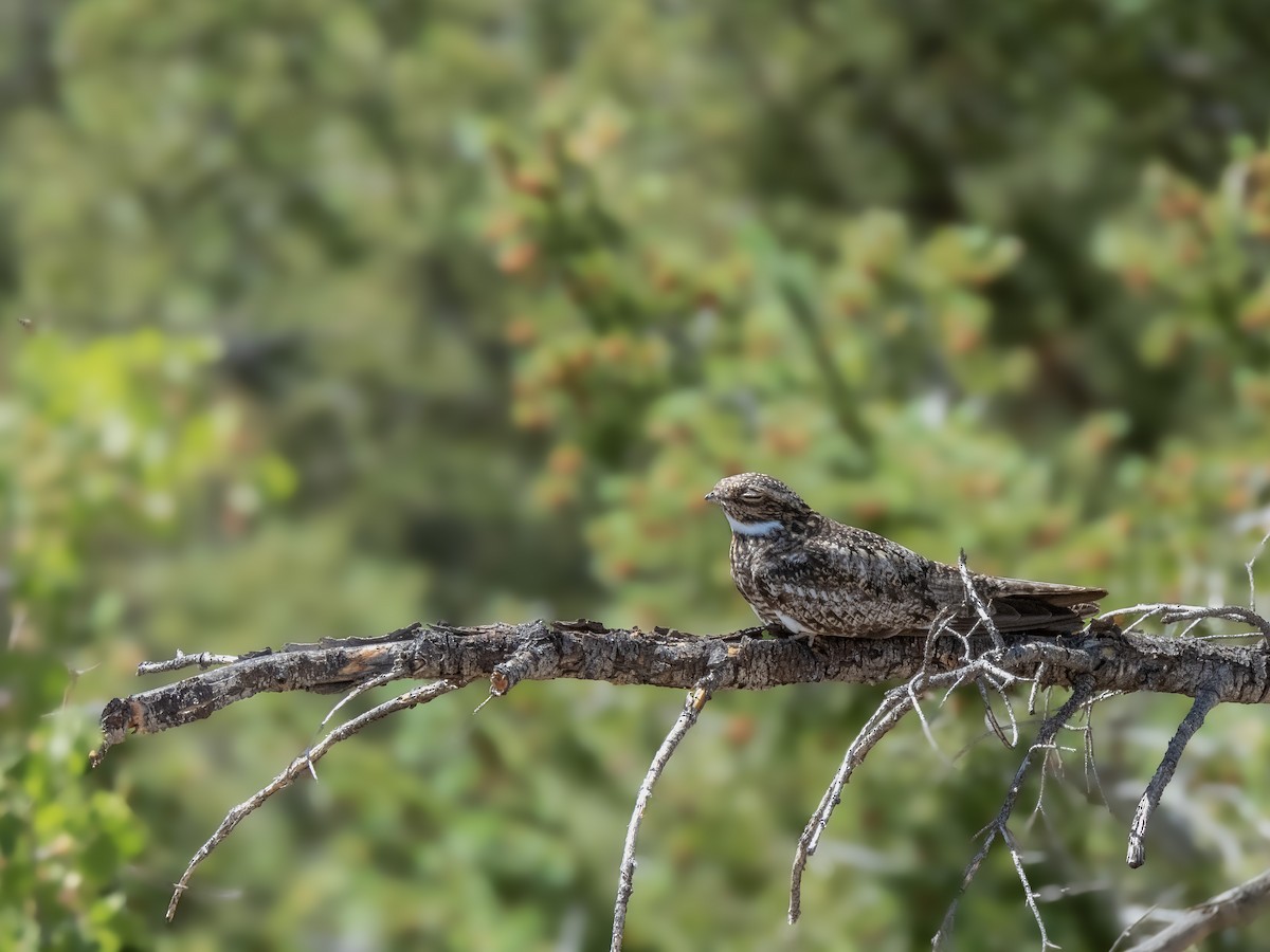 Common Nighthawk - ML620788688