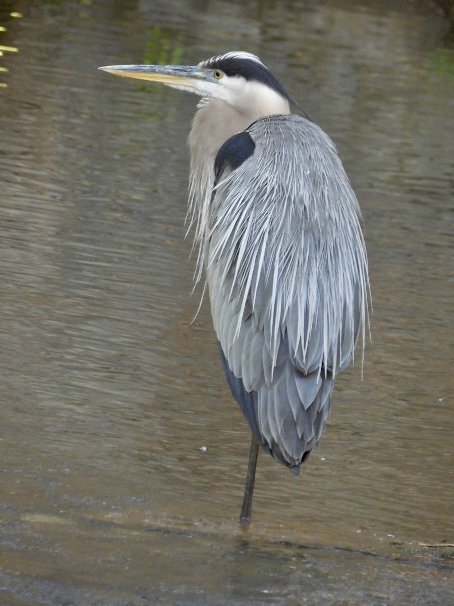 Great Blue Heron - ML620788689