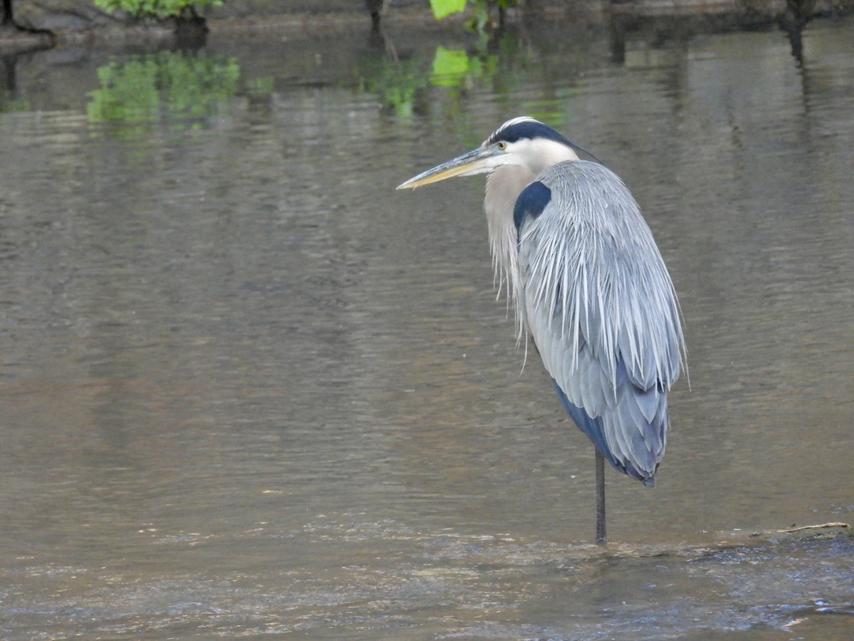 Great Blue Heron - ML620788690