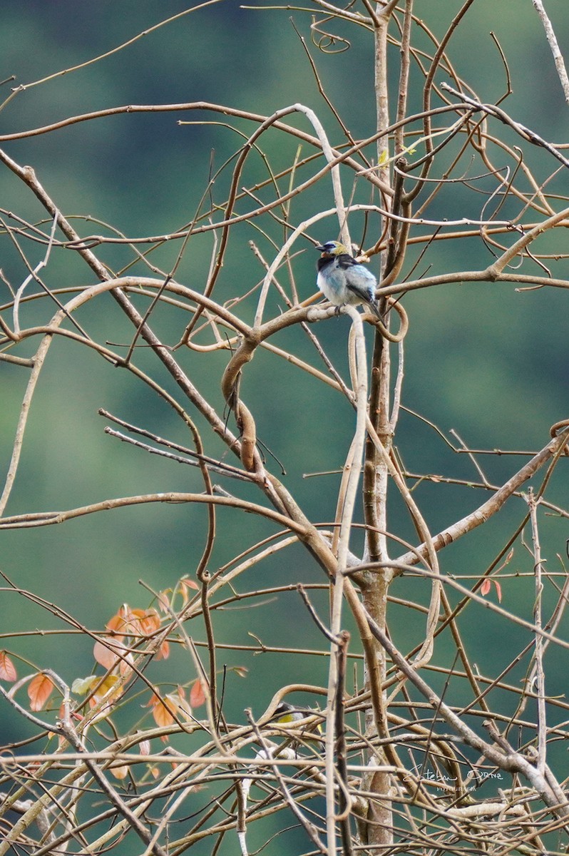 Golden-hooded Tanager - Esteban Ortiz