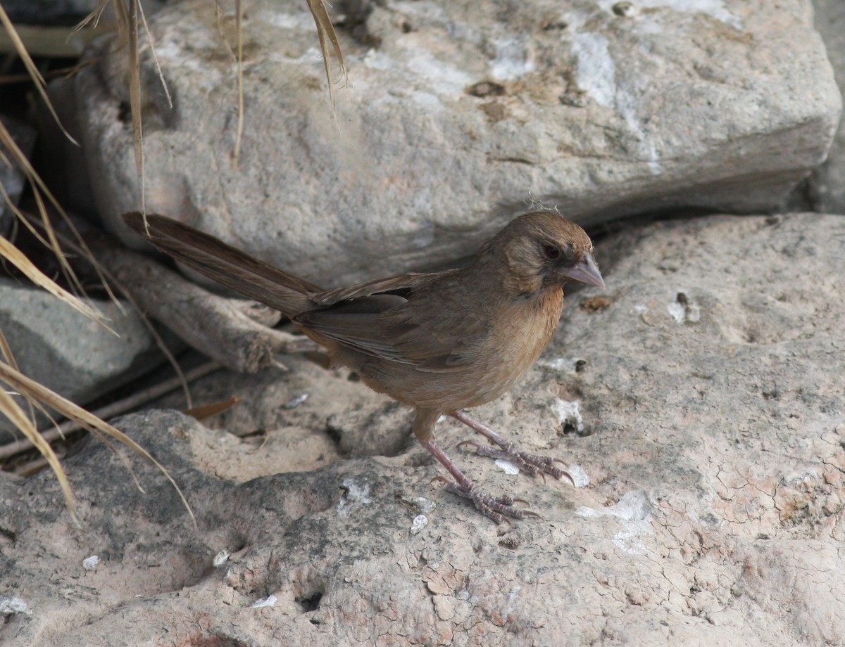 Abert's Towhee - ML620788697