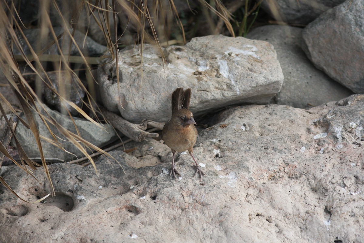 Abert's Towhee - ML620788698