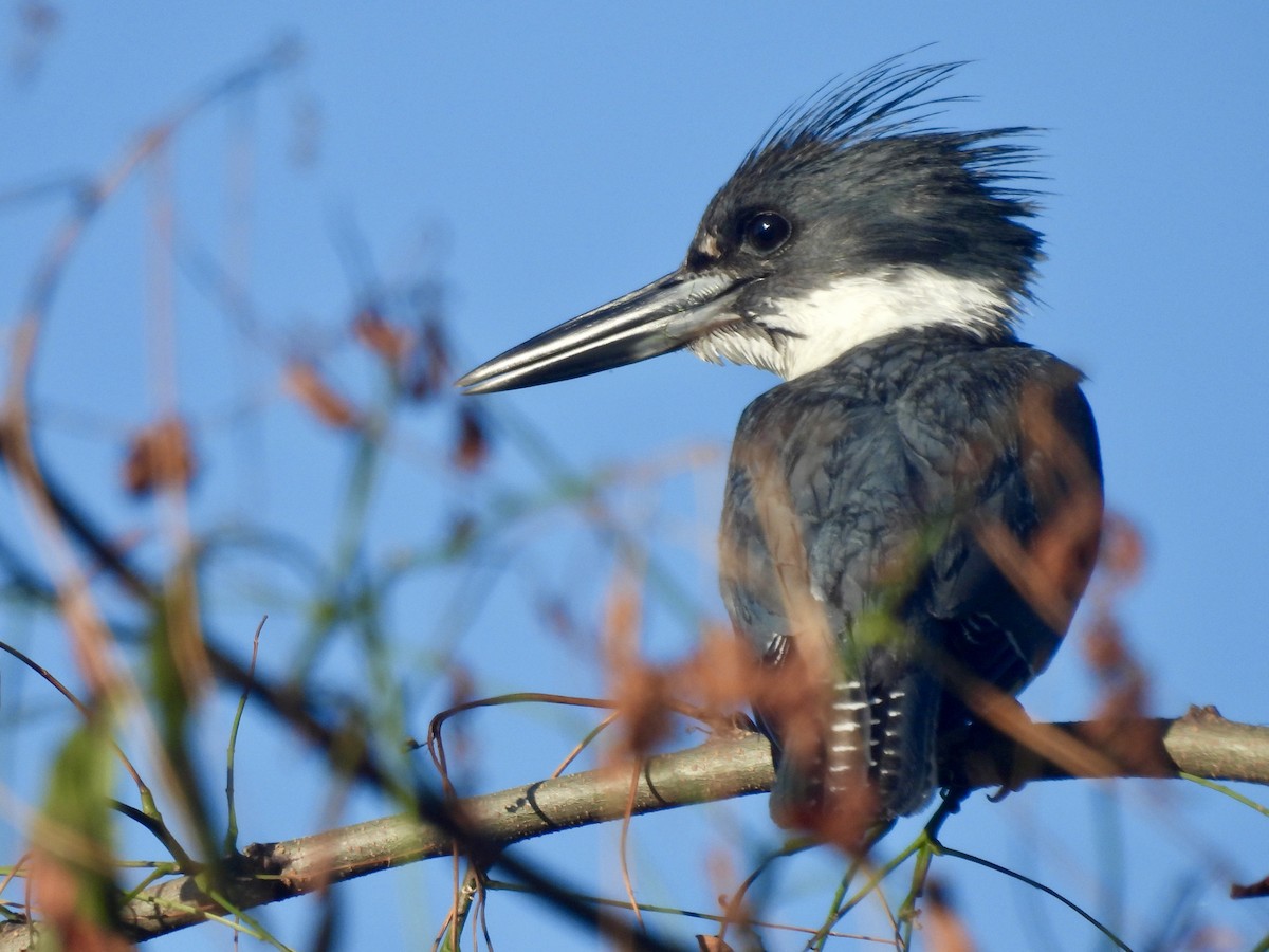 Belted Kingfisher - ML620788699