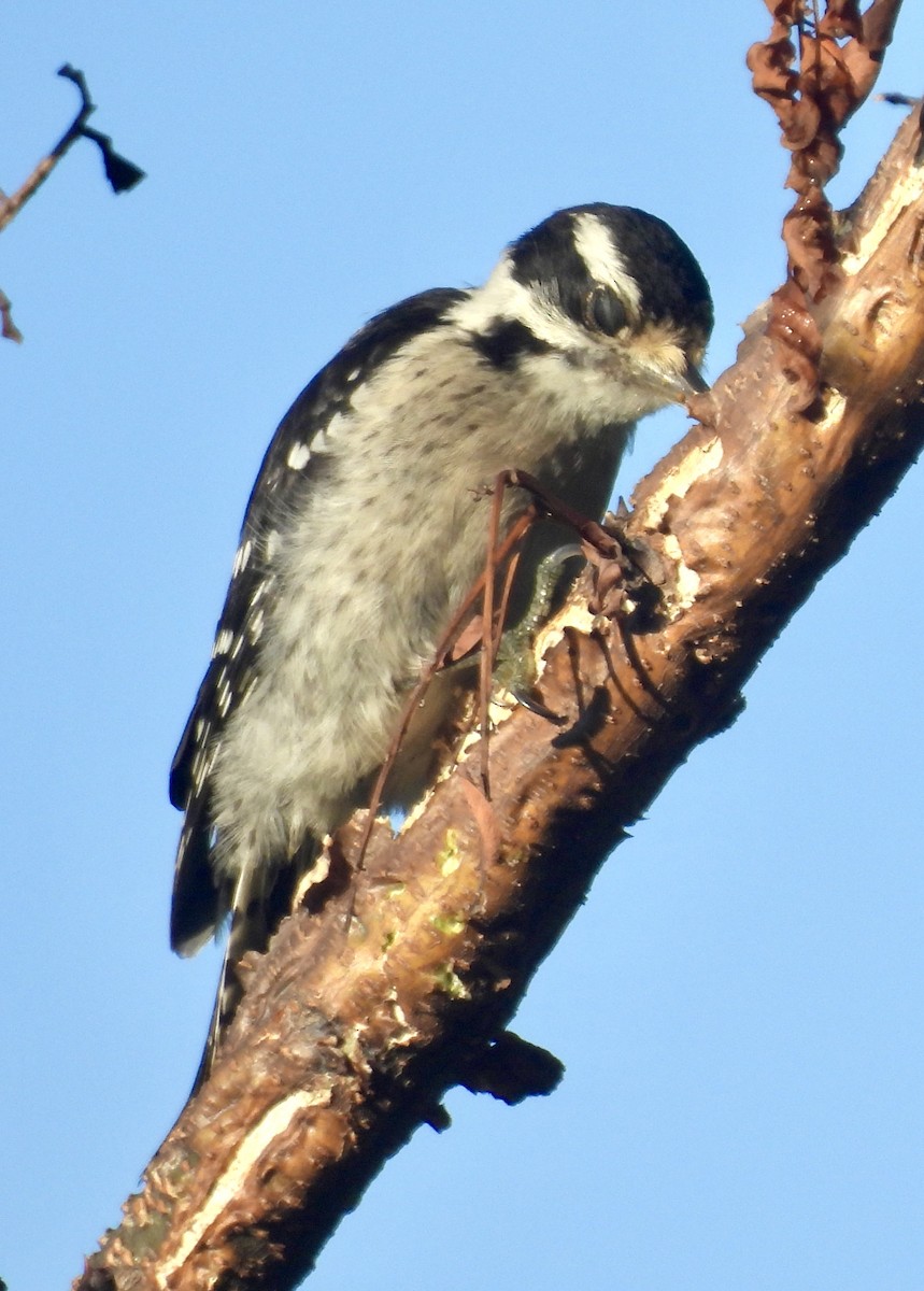 Downy Woodpecker - ML620788703