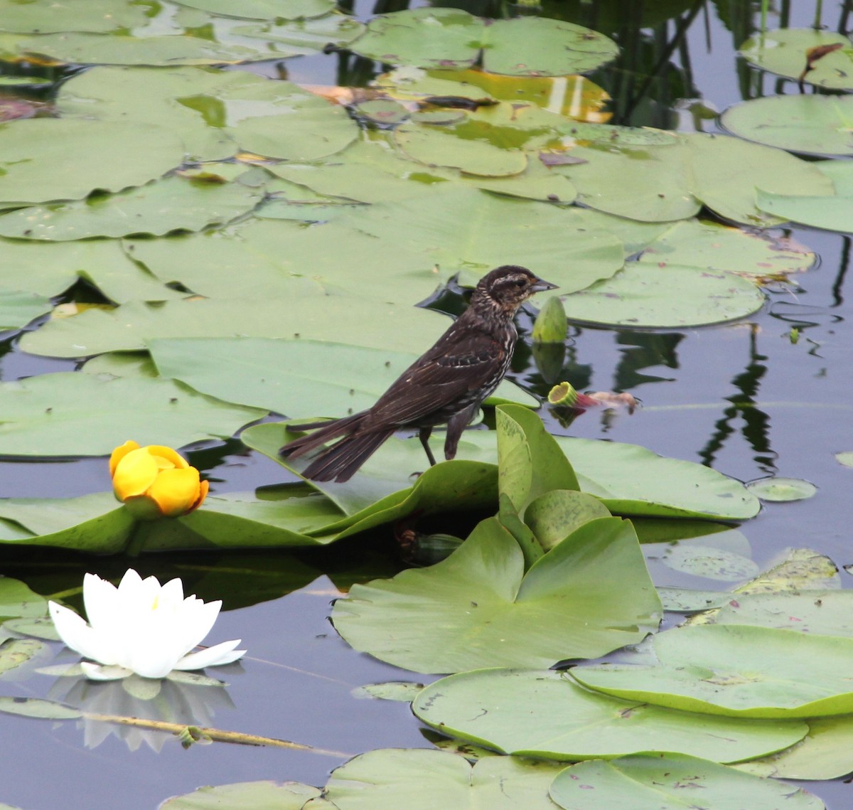 Red-winged Blackbird - ML620788706