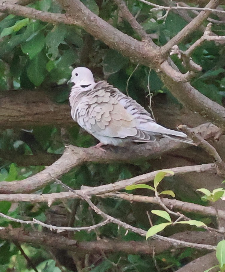 Eurasian Collared-Dove - ML620788707