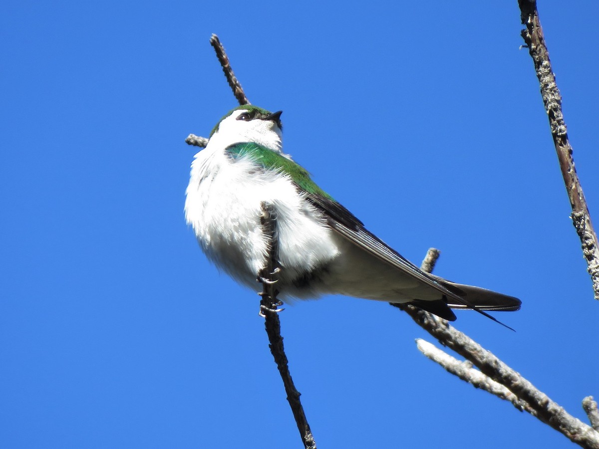 Violet-green Swallow - ML620788710