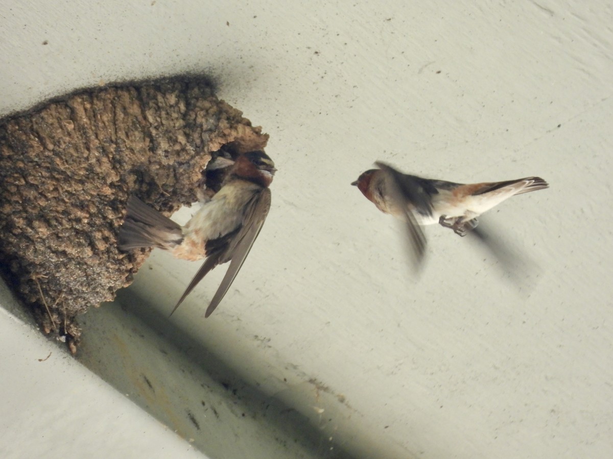 Cliff Swallow - ML620788720