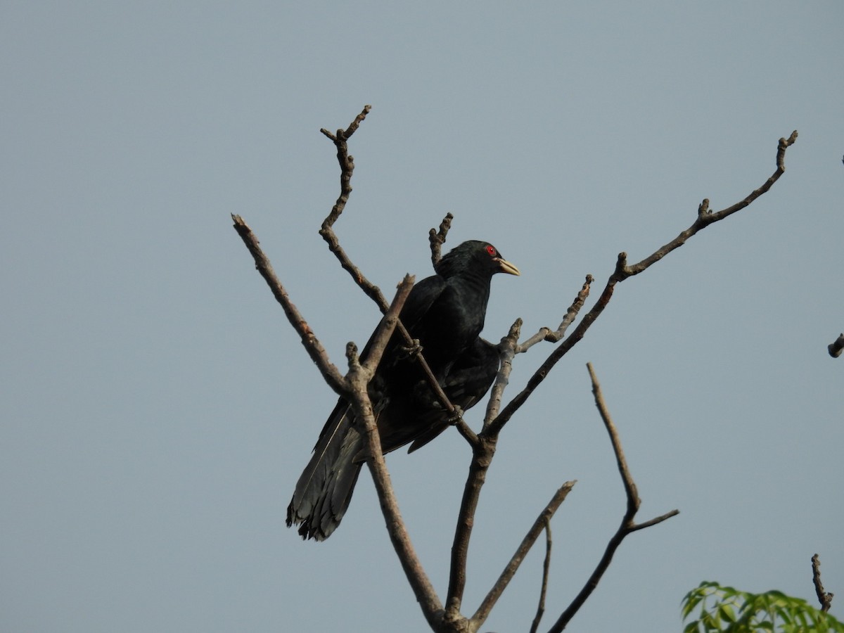 Asian Koel - ML620788725