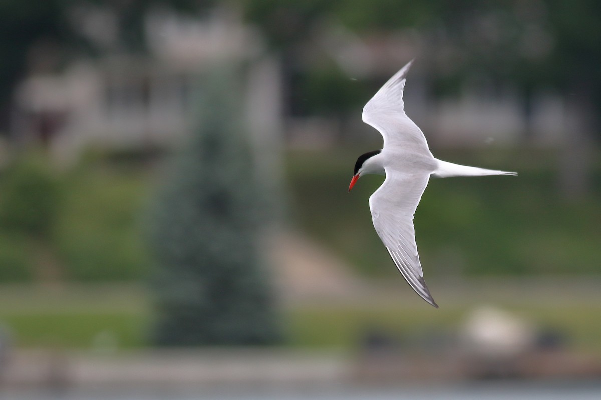 Common Tern - ML620788726