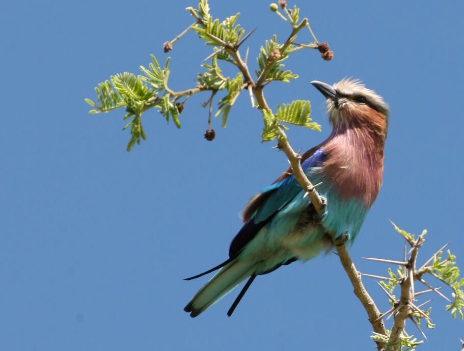 Lilac-breasted Roller - Wei TAN