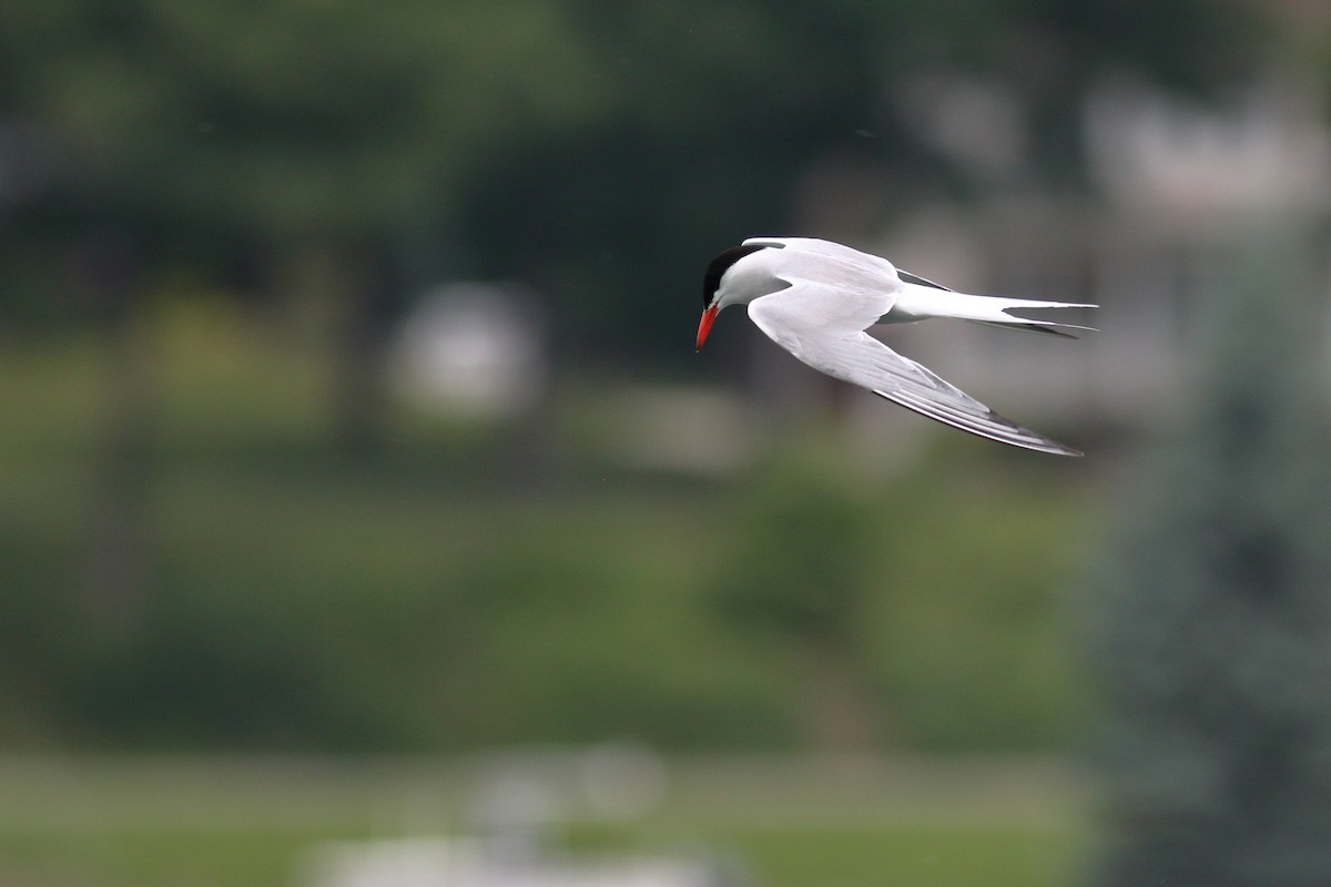 Common Tern - ML620788731