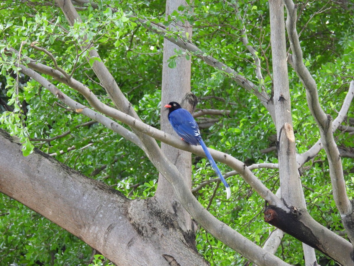 Taiwan Blue-Magpie - ML620788733