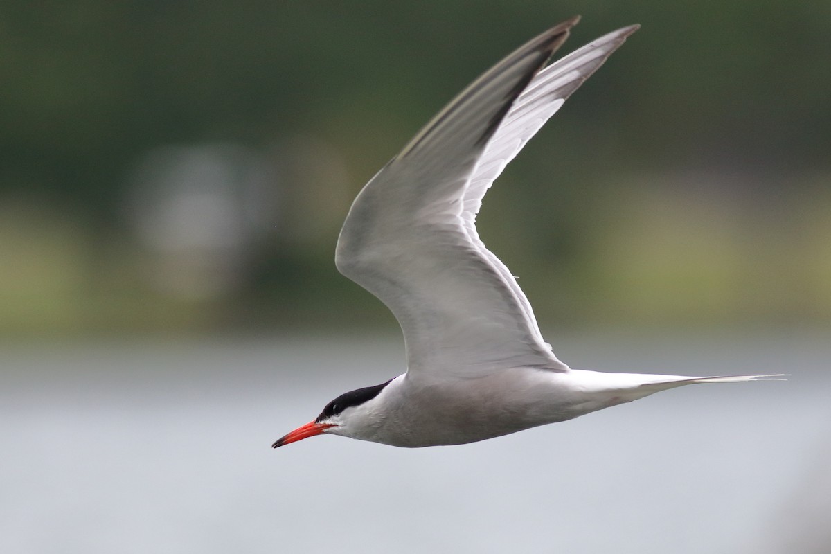 Common Tern - ML620788735