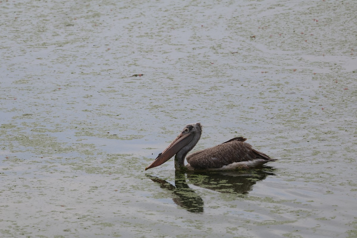 Spot-billed Pelican - ML620788737