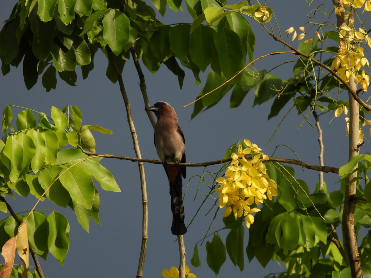 Gray Treepie - ML620788739