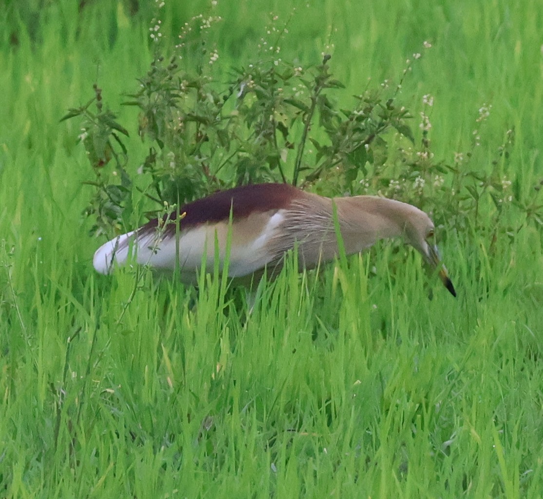 Indian Pond-Heron - ML620788740