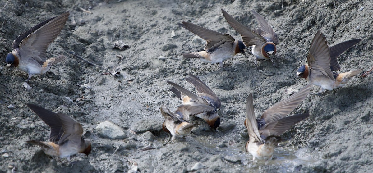 Cliff Swallow - ML620788741