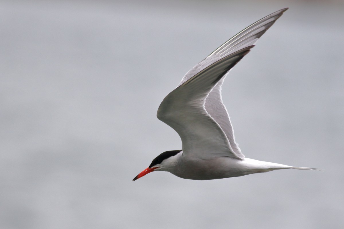 Common Tern - ML620788742