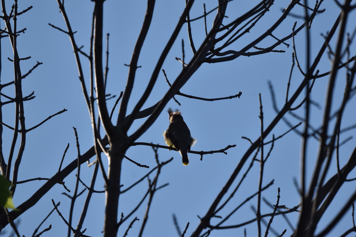 Cedar Waxwing - ML620788743