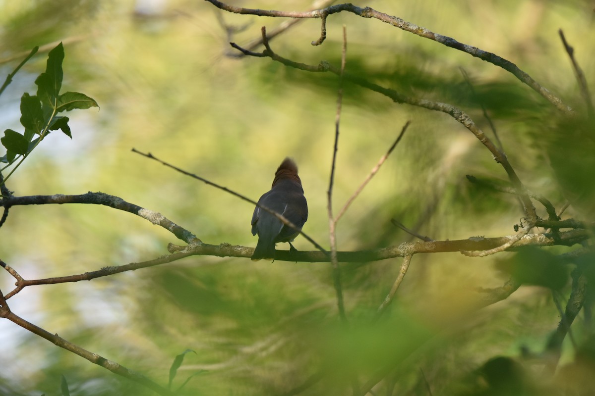 Cedar Waxwing - ML620788744