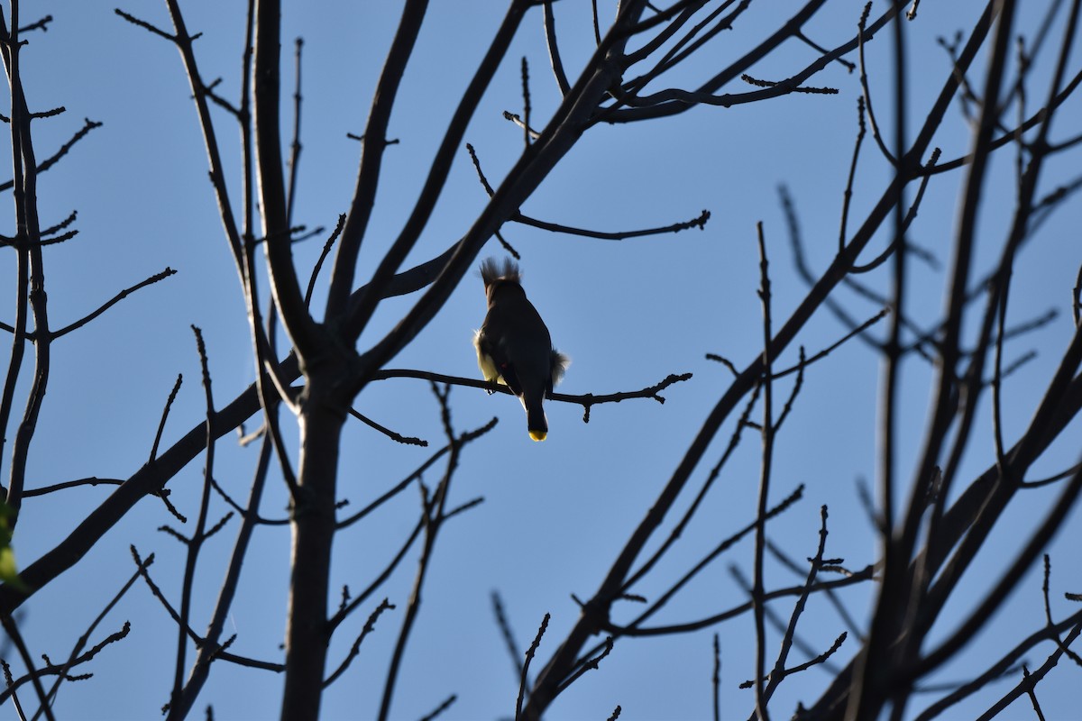 Cedar Waxwing - Nancy Lance