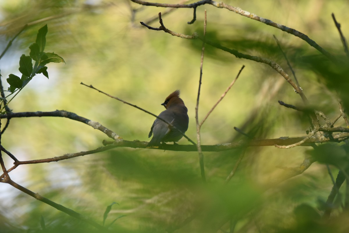 Cedar Waxwing - ML620788748