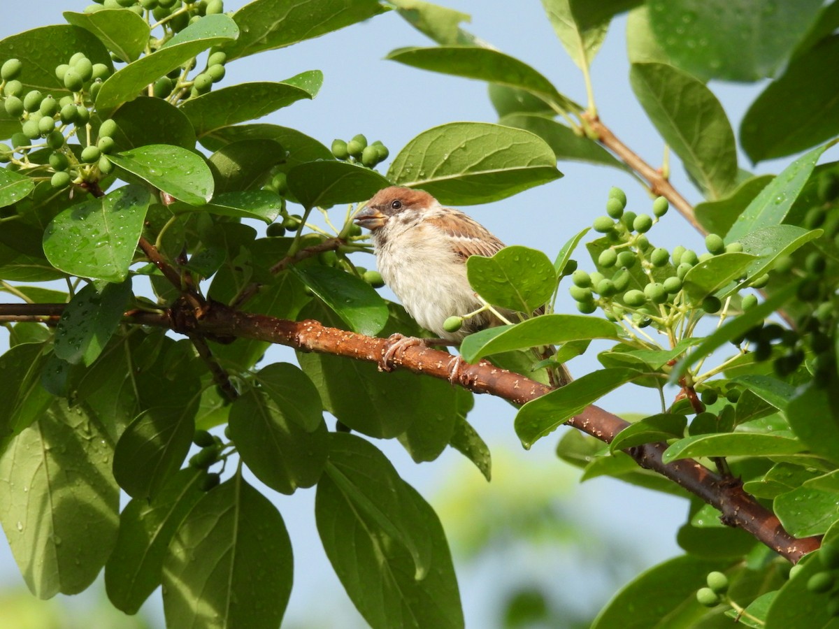 Eurasian Tree Sparrow - ML620788752