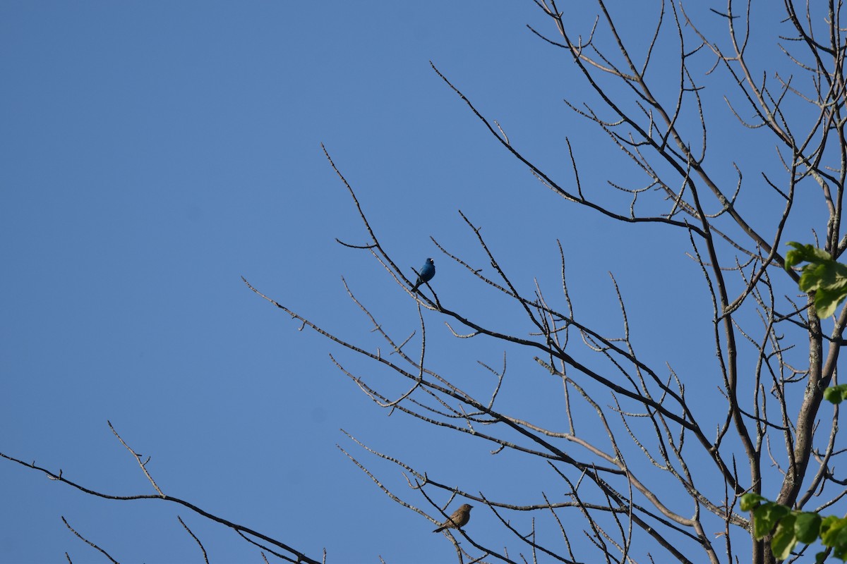 Indigo Bunting - ML620788754