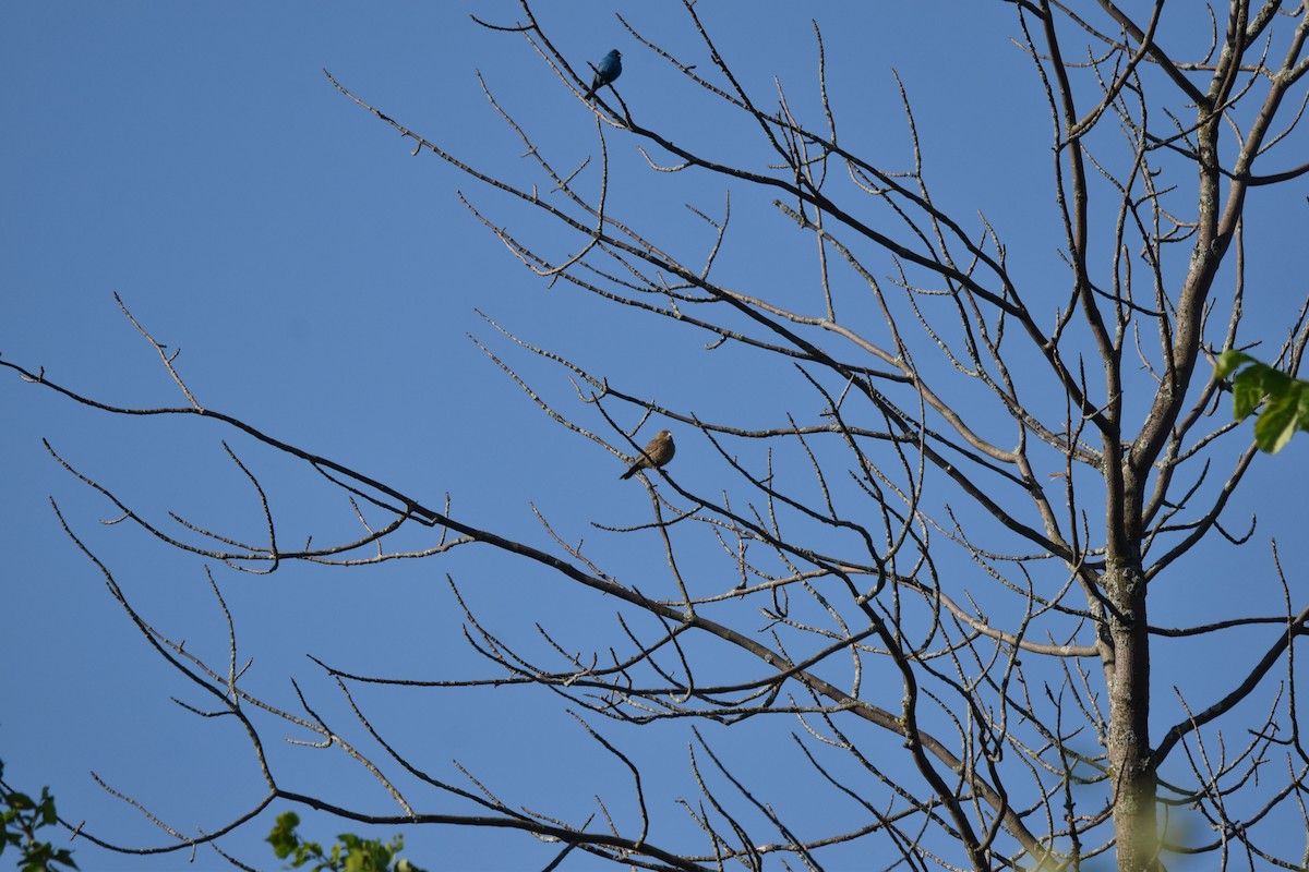 Indigo Bunting - ML620788755