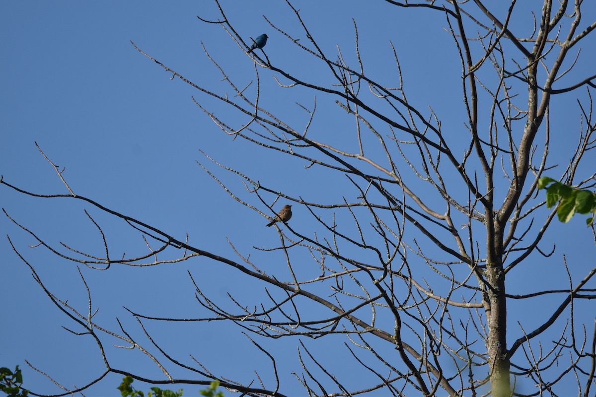 Indigo Bunting - ML620788756